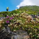 The vitality of flowers  screen for extension Chrome web store in OffiDocs Chromium