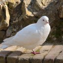 The white dove stands on one leg  screen for extension Chrome web store in OffiDocs Chromium