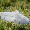 The white feather falls  screen for extension Chrome web store in OffiDocs Chromium