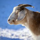 The white goat is dim in the sunlight  screen for extension Chrome web store in OffiDocs Chromium