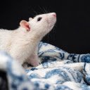 The white mouse in the blanket  screen for extension Chrome web store in OffiDocs Chromium