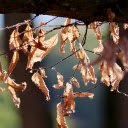 The withered leaves  screen for extension Chrome web store in OffiDocs Chromium