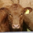 The yellow cow was bewildered  screen for extension Chrome web store in OffiDocs Chromium