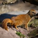The Yellow Weasel  screen for extension Chrome web store in OffiDocs Chromium