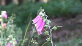 Thimble Common Foxglove Digitalis സൗജന്യ ഡൗൺലോഡ് - GIMP ഓൺലൈൻ ഇമേജ് എഡിറ്റർ ഉപയോഗിച്ച് എഡിറ്റ് ചെയ്യാവുന്ന സൗജന്യ ഫോട്ടോയോ ചിത്രമോ