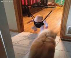 Free picture This Dog Is Showing His Baby Sister Exactly How To Use Her New Toy! to be edited by GIMP online free image editor by OffiDocs