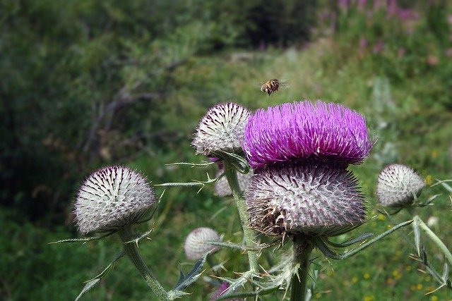 Free download thistle cirsium eriophorum thorny free picture to be edited with GIMP free online image editor