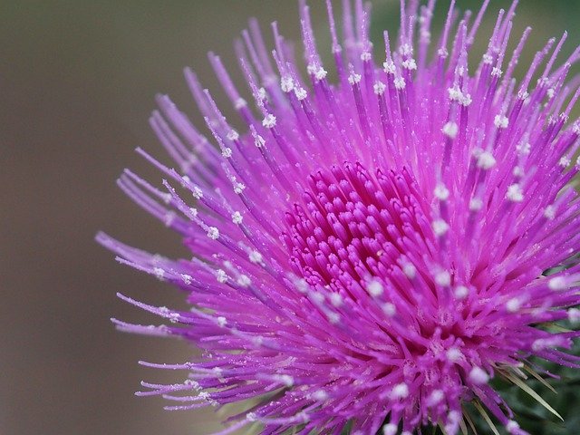Бесплатно скачать чертополох цветок фиолетовый фиолетовый бесплатное изображение для редактирования с помощью бесплатного онлайн-редактора изображений GIMP