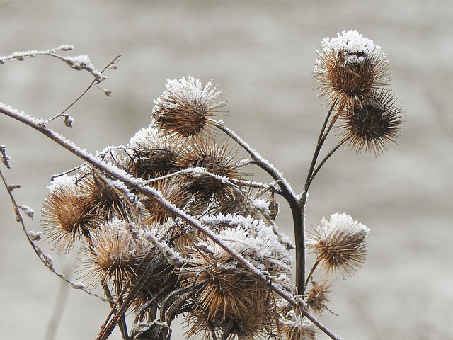 Free download thistles grasses winter nature free picture to be edited with GIMP free online image editor