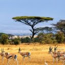 Thomson’s Gazelle: The Swift Runner of the Grasslands  screen for extension Chrome web store in OffiDocs Chromium