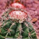 Thorny cactus and flower sprouts  screen for extension Chrome web store in OffiDocs Chromium