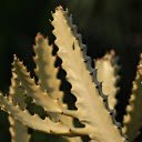 Thorny cactus branches  screen for extension Chrome web store in OffiDocs Chromium
