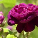 Thorny Rose  screen for extension Chrome web store in OffiDocs Chromium