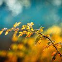 Thorny rose tree  screen for extension Chrome web store in OffiDocs Chromium