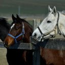 Thoroughbred Horses  screen for extension Chrome web store in OffiDocs Chromium