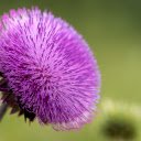 Thousand Petal Flower  screen for extension Chrome web store in OffiDocs Chromium