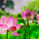 Three Blooming Lotus Flowers in a Pond  screen for extension Chrome web store in OffiDocs Chromium