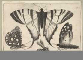 Free download Three Butterflies and a Wasp, from Butterflies and Insects, Muscarum scarabeorum free photo or picture to be edited with GIMP online image editor