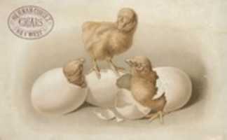 Free download Three Chicks Hatching free photo or picture to be edited with GIMP online image editor