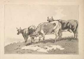 Muat turun percuma Tiga Lembu Berdiri di Permatang Padang (dari Lukisan Tiruan Moden) foto atau gambar percuma untuk diedit dengan editor imej dalam talian GIMP