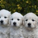 Three cute white dogs  screen for extension Chrome web store in OffiDocs Chromium