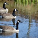 Three Geese in the Lake  screen for extension Chrome web store in OffiDocs Chromium