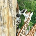 Three giraffes  screen for extension Chrome web store in OffiDocs Chromium