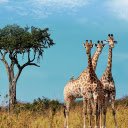 Three giraffes  screen for extension Chrome web store in OffiDocs Chromium