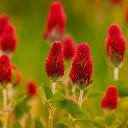 Three leaf flower  screen for extension Chrome web store in OffiDocs Chromium
