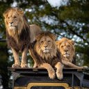 Three lions  screen for extension Chrome web store in OffiDocs Chromium