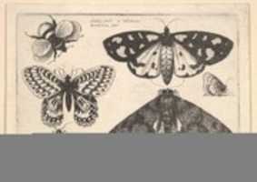 Free download Three Moths, Two Butterflies and a BumbleBee, from Butterflies and Insects, Muscarum scarabeorum free photo or picture to be edited with GIMP online image editor
