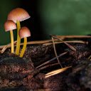 Three mushrooms  screen for extension Chrome web store in OffiDocs Chromium