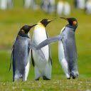 Three Penguins: A Trio of Playful Ice Explorers  screen for extension Chrome web store in OffiDocs Chromium