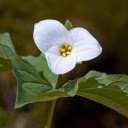 Three petal flower  screen for extension Chrome web store in OffiDocs Chromium