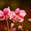 Three pink flowers bloom  screen for extension Chrome web store in OffiDocs Chromium