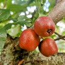 Three ripe apples  screen for extension Chrome web store in OffiDocs Chromium