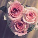 Three roses  screen for extension Chrome web store in OffiDocs Chromium
