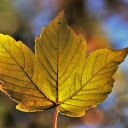 Three sided leaf  screen for extension Chrome web store in OffiDocs Chromium