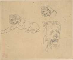 Free download Three Studies of a Lion free photo or picture to be edited with GIMP online image editor