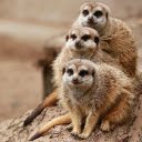 Three weasels  screen for extension Chrome web store in OffiDocs Chromium
