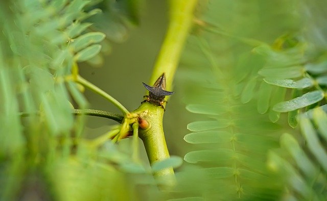 Free download thron hopper macroinsect insect free picture to be edited with GIMP free online image editor
