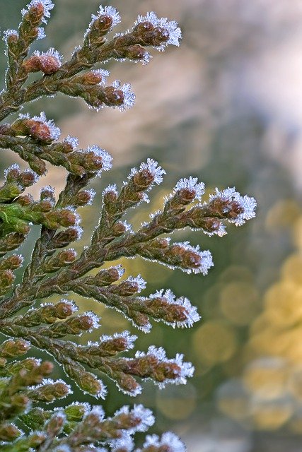 Descărcare gratuită thuja plant frost snow brina imagine gratuită pentru a fi editată cu editorul de imagini online gratuit GIMP