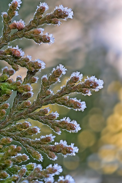 Free download thuja plant frost snow brina free picture to be edited with GIMP free online image editor