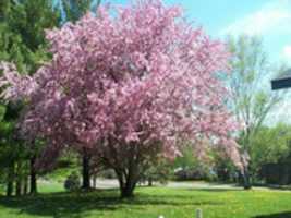 ດາວໂຫຼດຟຣີ Thundercloud Cherry Plum ຮູບພາບ ຫຼືຮູບພາບເພື່ອແກ້ໄຂດ້ວຍຕົວແກ້ໄຂຮູບພາບອອນໄລນ໌ GIMP