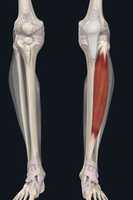 Free download Tibialis Anterior free photo or picture to be edited with GIMP online image editor