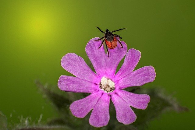 Scarica gratis l'immagine gratuita del parassita del fiore dell'insetto della zecca da modificare con l'editor di immagini online gratuito di GIMP