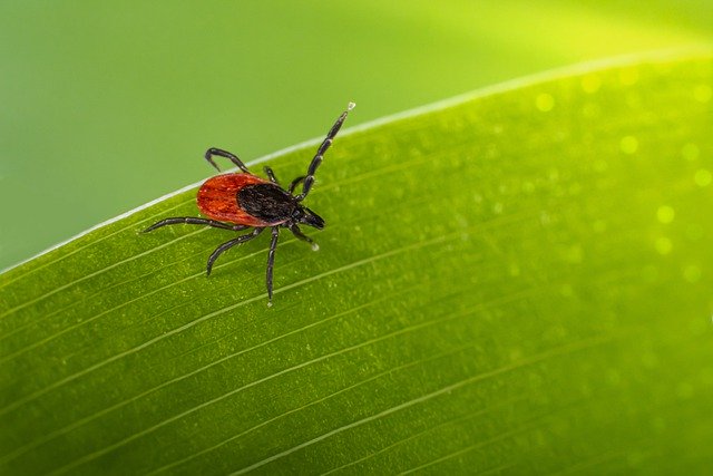 Téléchargement gratuit de l'image gratuite parasite de feuille d'insecte de tique à éditer avec l'éditeur d'images en ligne gratuit GIMP