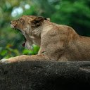 tiger and big mouth  screen for extension Chrome web store in OffiDocs Chromium
