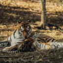 Tiger and Cub Resting in Sunlit Forest  screen for extension Chrome web store in OffiDocs Chromium