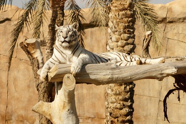 Free download tiger animal jungle wild white free picture to be edited with GIMP free online image editor